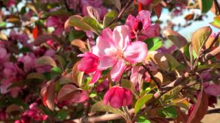 From One Vibration - from the album 'essence' by Dev Suroop Kaur