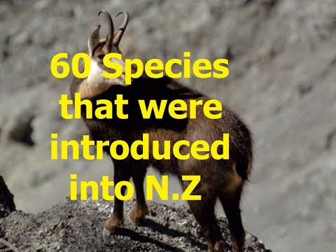 What animals were introduced to New Zealand?