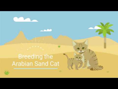 Breeding the Arabian Sand Cat