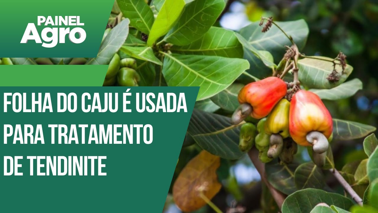 Folha do caju é usada para  tratamento de tendinite