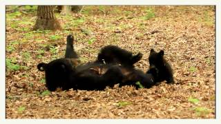 Mama black bear playing with her precious little cub!