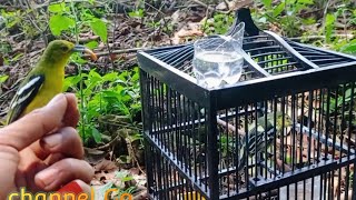 Download lagu The Joker's Sirtu Bird Makes Panic Bird Catchers Start Targeting mp3