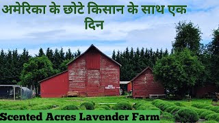 अमेरिका के किसान/Small Farmers In America/Lavender Farm