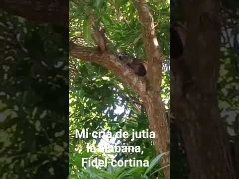 crías de Jutias en la ciudad de la Habana cuba arroyo naranjo ,Fidel cortina