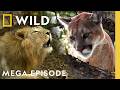 Inside The Wild World Of Big Cats Cheetahs MEGA Episode Compilation Nat Geo Animals