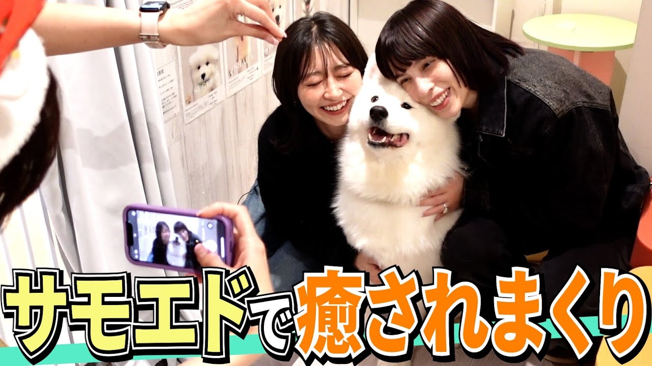 【犬】サモエドちゃん達にいっぱい遊んでもらったよ！［蕎麦とハンバーガー］
