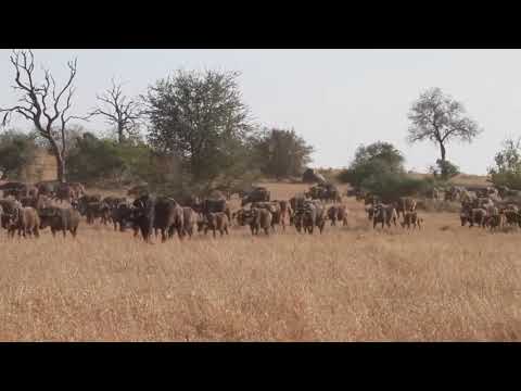 Dangerous herd of buffalo ||Lion||Buffalo #lion #tiger