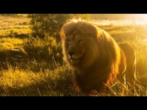 Documental de Leones, expulsados, cachorros en peligro y más... #leon #africa #documental