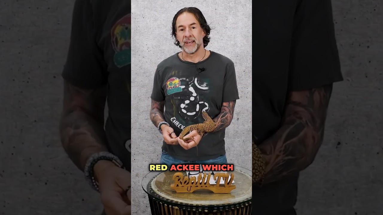 Introducing the Stunning Red Ackee Monitor Lizard | Reptil TV
