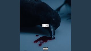 Bird Music Video