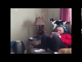 Cat Jumps Off Of Couch