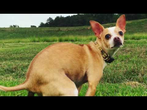 The Mixtape Junkies - White Mustard (Extended Mix)