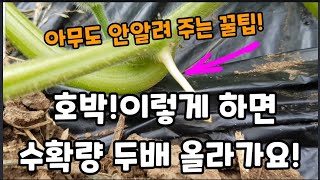 호박! 꼭! 이렇게 해주세요 수확량이 엄청 올라갑니다! #맷돌호박많이열리게하는방법 #단호박많이열리게하는방법 …