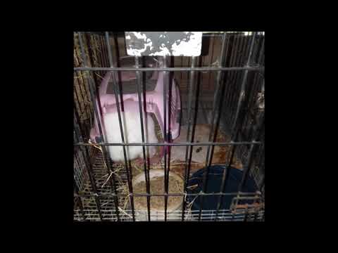 YouTube video about: Can I use a dog cage for a rabbit?