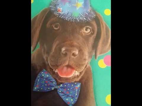 5 Things You Didn't Know About The Bull Mastiff