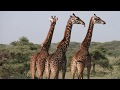 Animal Alphabet