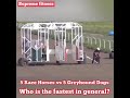 Race Horse Vs Greyhound Dog