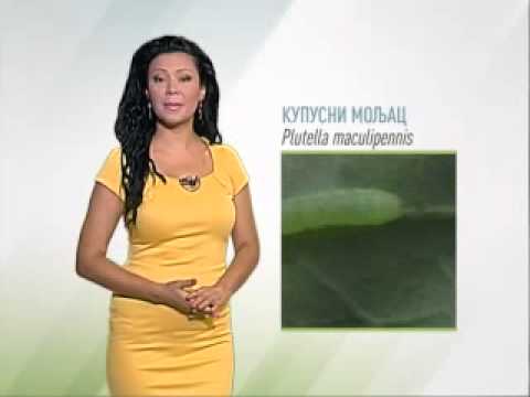 Zelena prognoza 11.08.2015. - O prisutnim štetočinama u proizvodnji kupusa