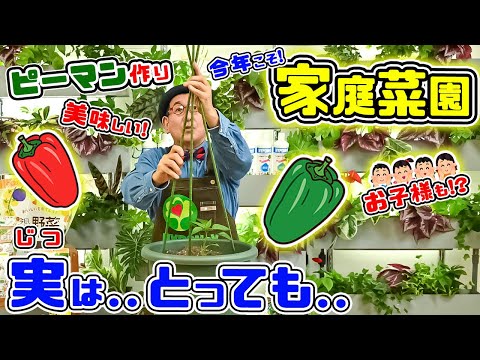ピーマンをいつポットに播種し、どのようにすれば良い収穫が得られるでしょうか？  庭園