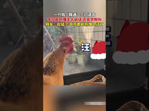 一隻雞精通三門語言不僅能聽懂主人說話 還會學狗叫