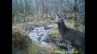 preview picture of video 'Wildlife remote camera clips for March 2012'
