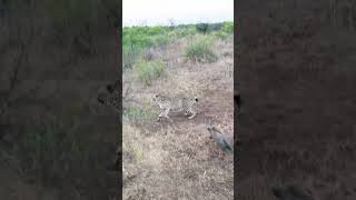 Download lagu Baby Warthog Decides to Bully 3 Cheetahs mp3