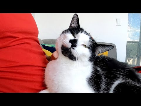 How To Give a Cat Liquid Medication
