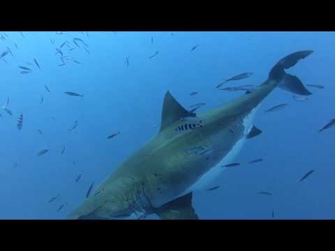 ROCKSTARS OF THE OCEAN