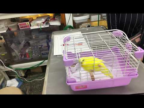 インコの疥癬 - 症状と治療