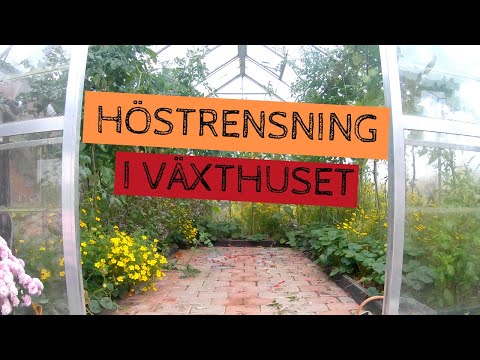 HÖST i växthuset - jag skördar gröna tomater, rensar, tvättar och sår nytt.