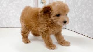 タイニープードルの動画01