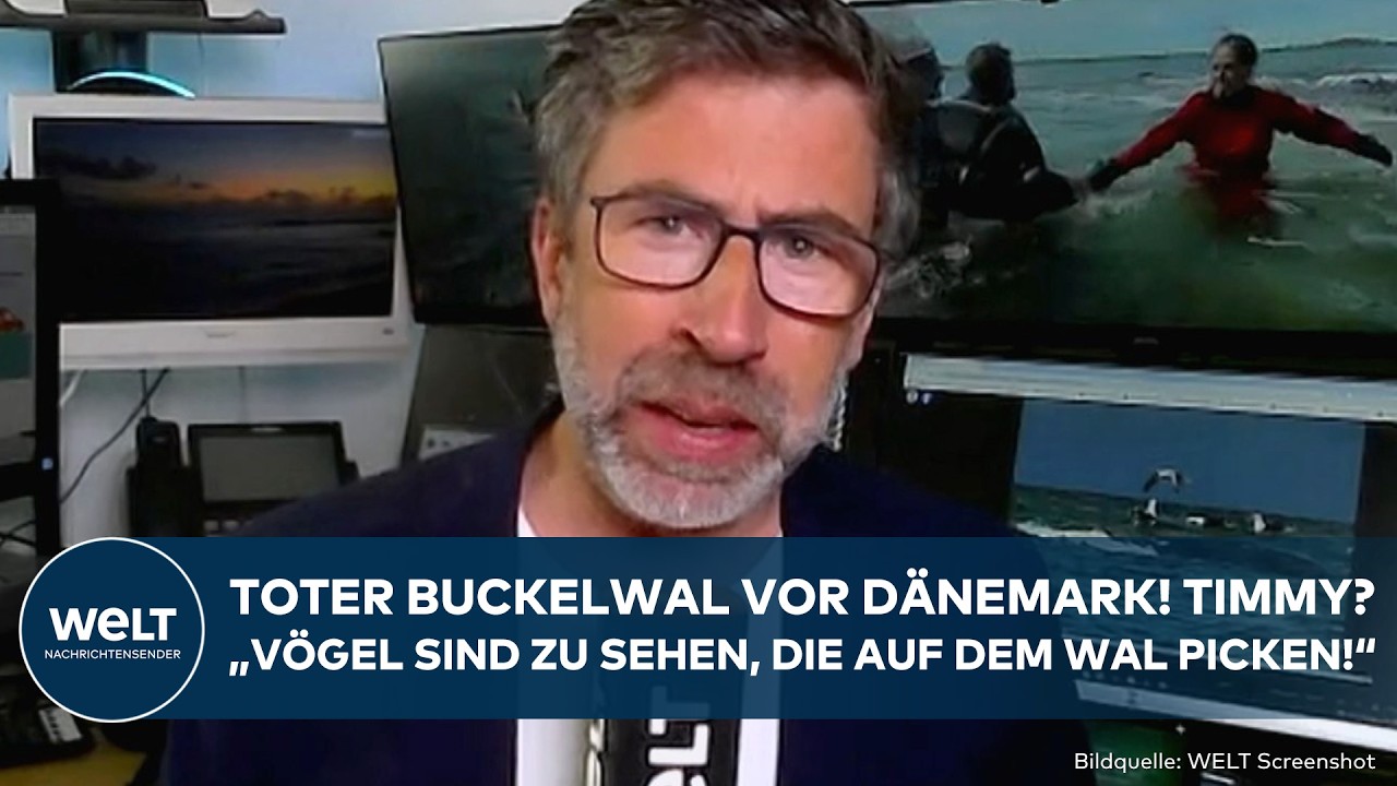 WAL-DRAMA: Toter Buckelwal vor Dänemark! Timmy? Erste Details! Proben werden untersucht