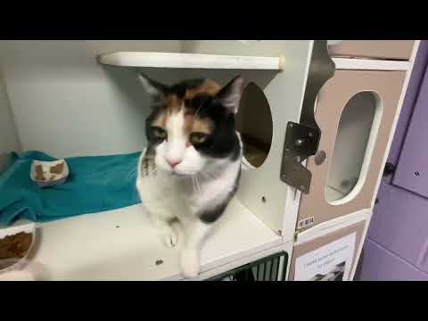 Senior ANINA 148957 is so sweet and welcoming♥️