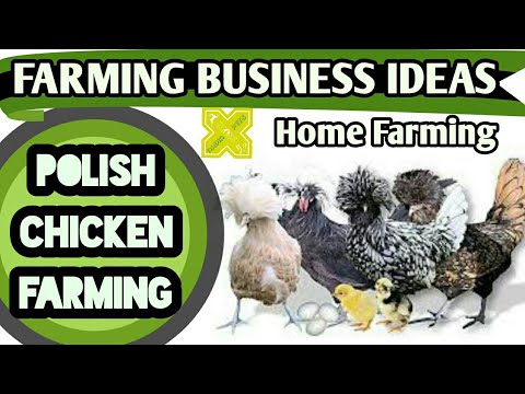 , title : 'Polish Chicken Farming Business Ideas in English'