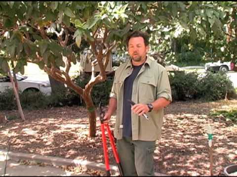 How To Prune A Guava Tree Part 2 Video