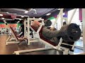 Pendulum Hack Squat - How to Grow Legs (Quads)