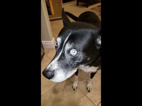 Luna Limping 20200924