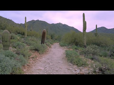 Cacti as big as your house! 🌵 4K Desert Treadmill Walking Scenery
