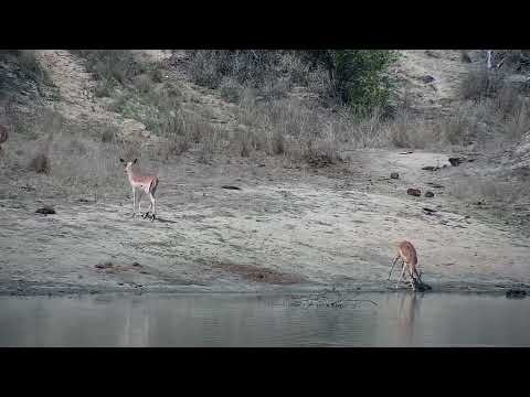Djuma: Nyalas and then Impalas - 13:50 - 10/11/2022