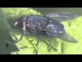 Flies Buzzing Sound Effect