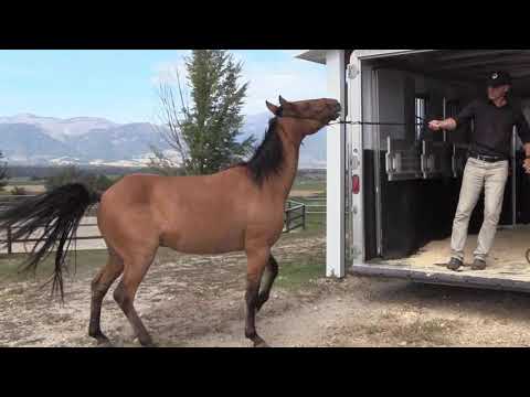YouTube video about: How to load a stubborn horse into a trailer?