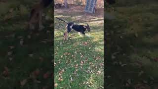 Video preview image #1 Mutt Puppy For Sale in Minneapolis, MN, USA