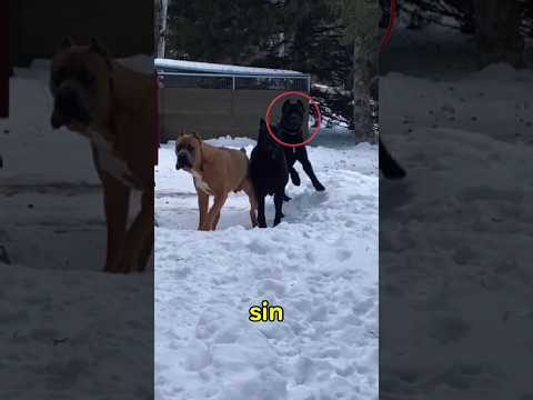estos Cane Corso utilizan estrategias al ver a un extraño #canecorso #perros