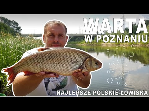 Najlepsze Polskie Łowiska - Warta w Poznaniu