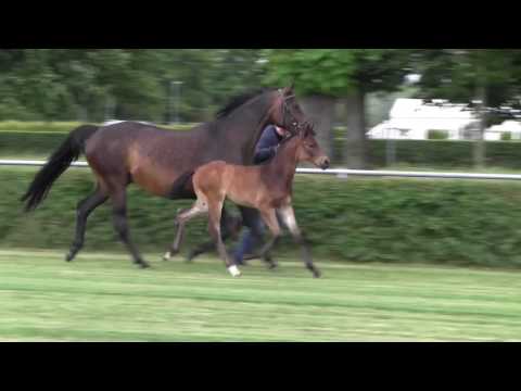 KN 35 Faisal Hf v. Feinrich - Samba Hit I