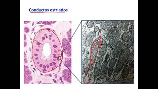 Organización general del aparato digestivo - Digestivo, Renal y Endócrino