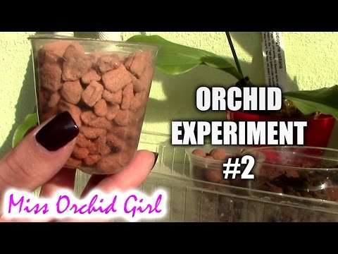 Finding a better Orchid media - Orchid experiment #2 Video