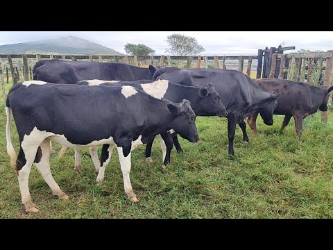 Lote de Holandesas à venda! Fazenda Ouro Verde; Lagoa do Ouro-PE