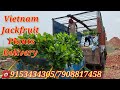 Vietnam super early jackfruit (Vietnam variety kathal )plants available 🌴🌴