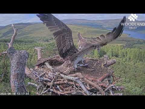 Darach the Loch Arkaig Osprey chick gets a second fish from Louis - mackerel this time 19 Aug 2025